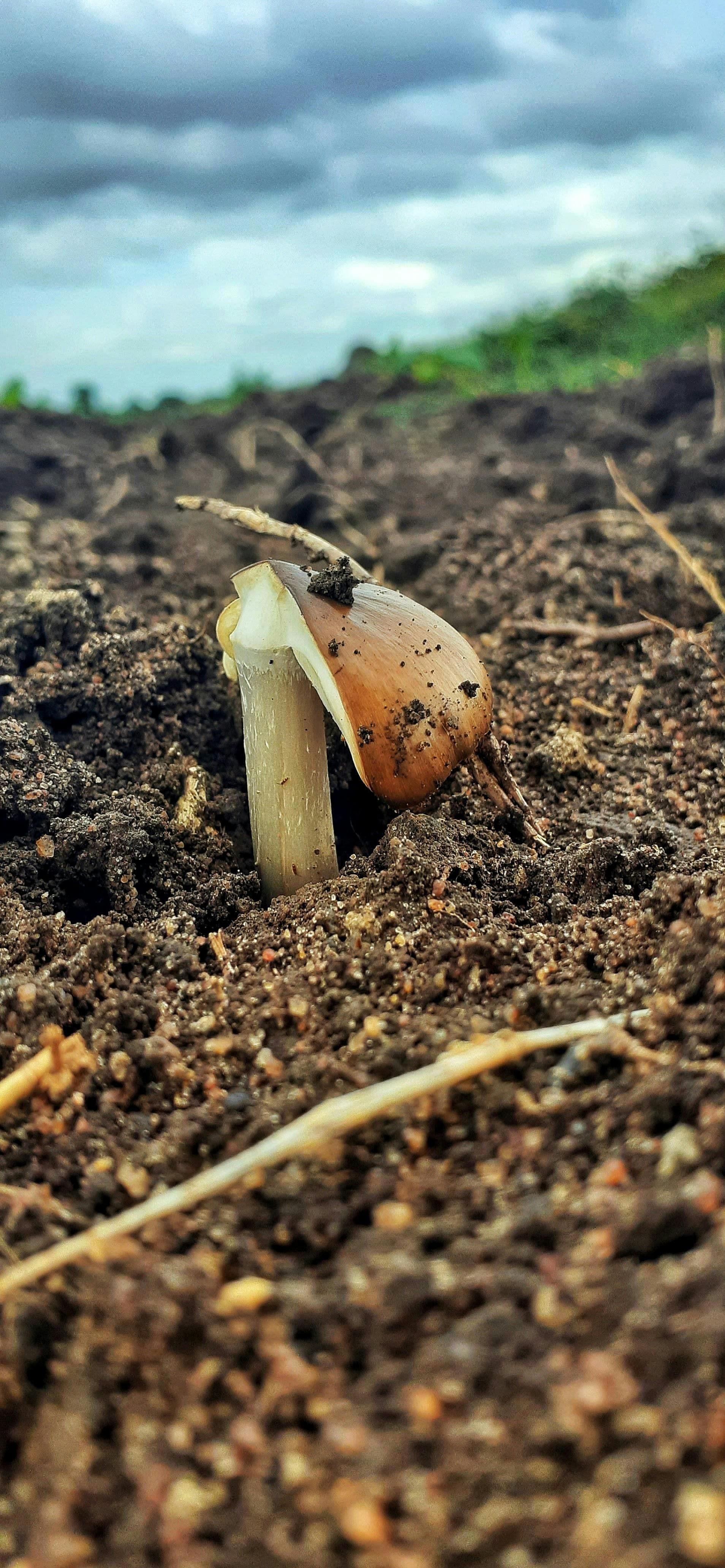 Choosing between Headless and Traditional CMS