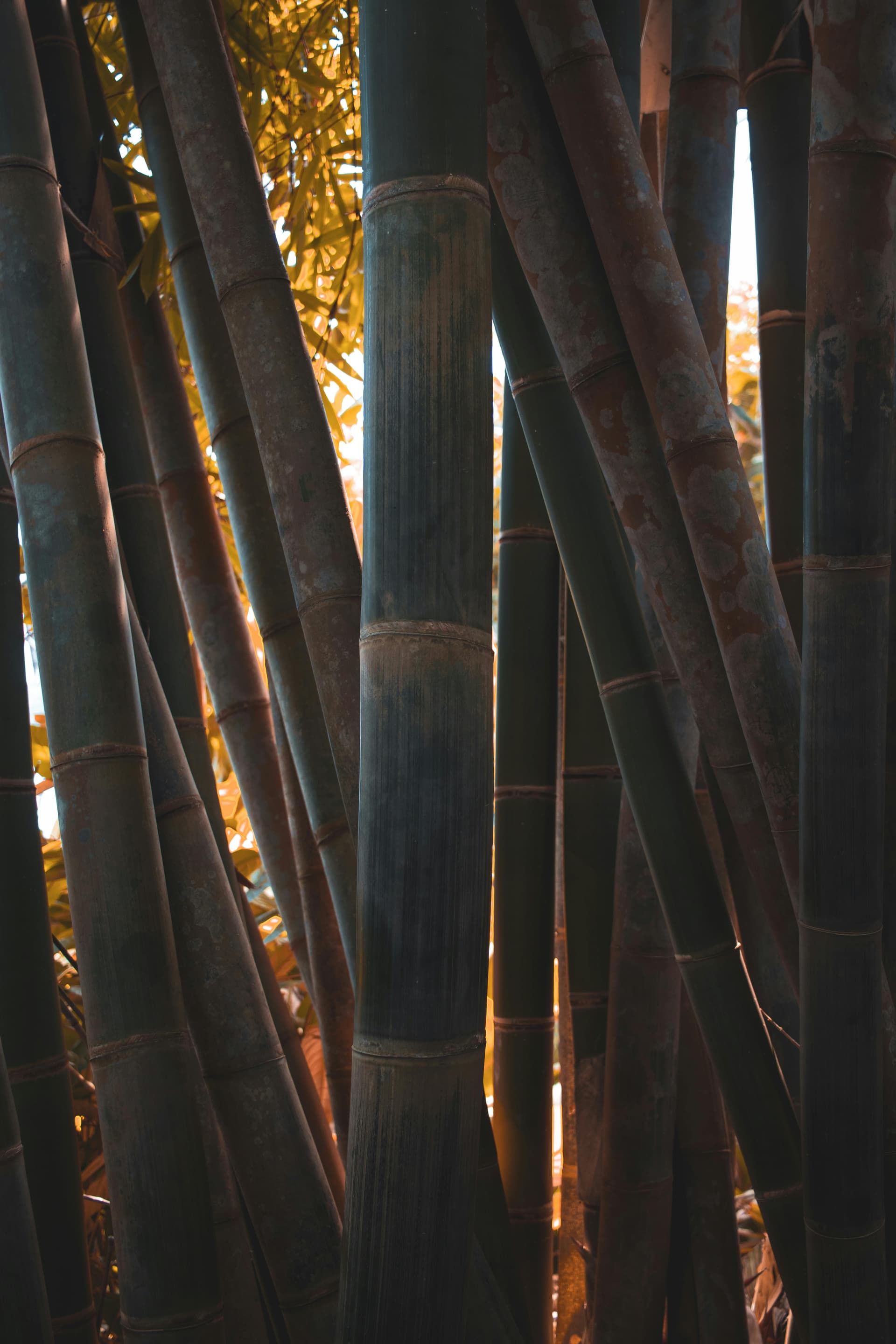 Hand with soap nails manicure