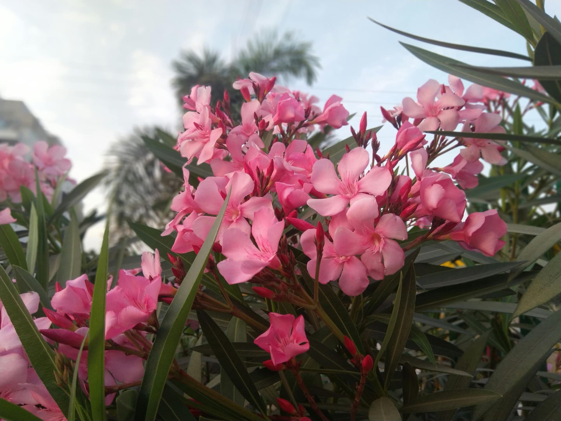 A person holding a food delivery bag next to a car, ready to make a delivery.