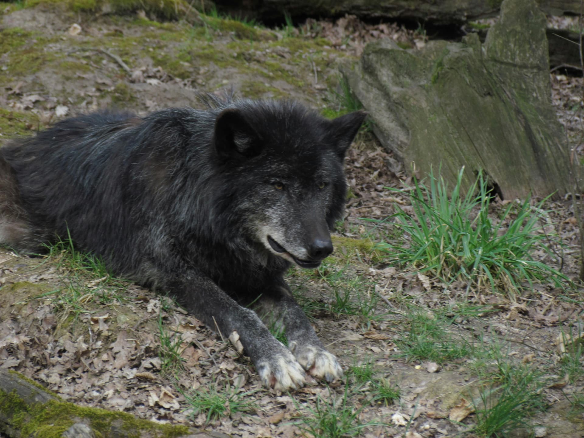 A person walking several dogs in a park, illustrating a pet care side hustle.