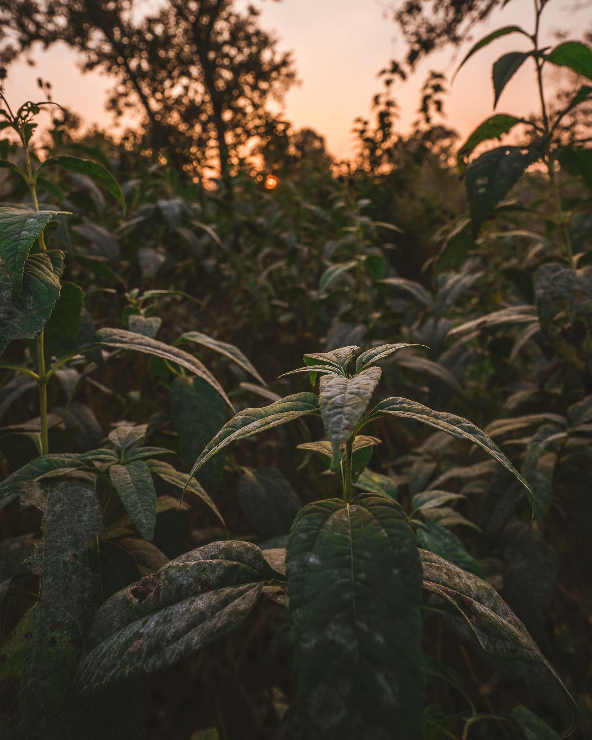 Diverse students engaged in online learning