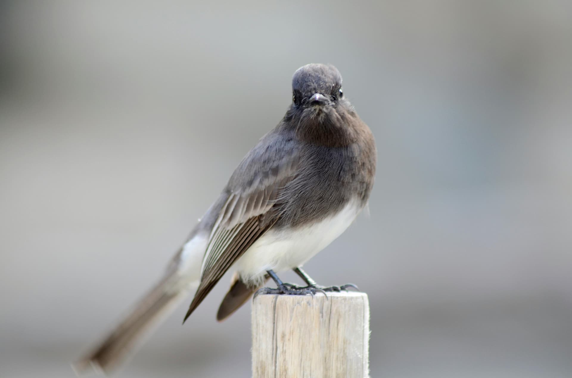 Sketch to digital design with AI